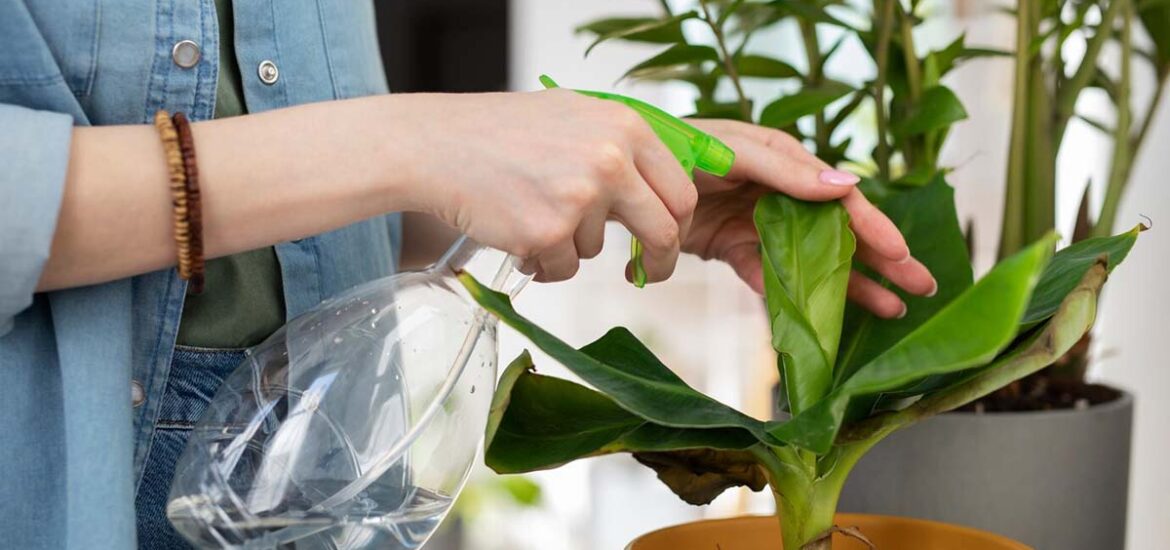 Analyse comparative des besoins en eau des plantes à feuillage épais par rapport aux plantes à feuillage fin