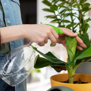Analyse comparative des besoins en eau des plantes à feuillage épais par rapport aux plantes à feuillage fin