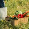 Réduction du gaspillage : comment optimiser la conservation de légumes ?