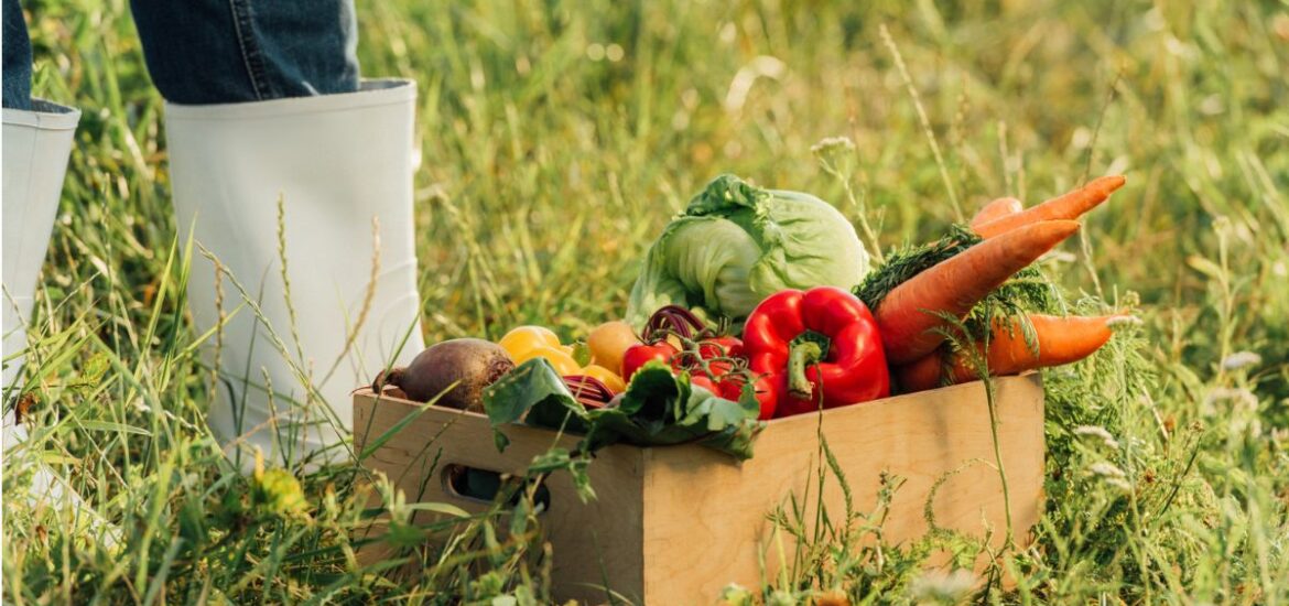 Réduction du gaspillage : comment optimiser la conservation de légumes ?