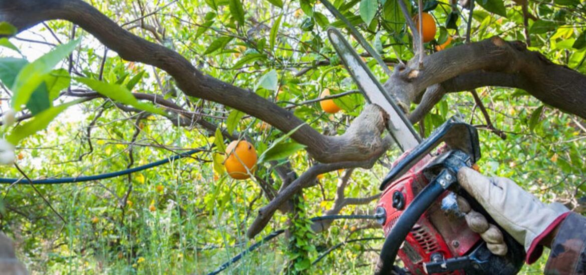 L’élagage des arbres fruitiers