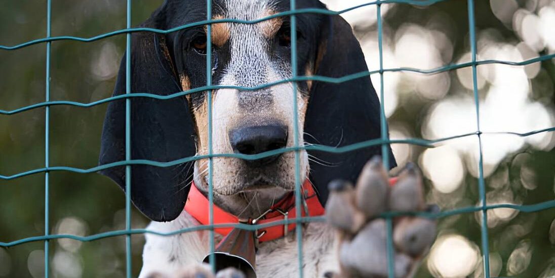 cloche pour chien de chasse